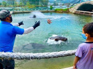 16 Fun things to do while you are staycationing at Marina Island Pangkor Resort & Hotel 4 Marina Island Pangkor - Family Vacation in Manjung Perak Giant Grouper Fish Feeding
